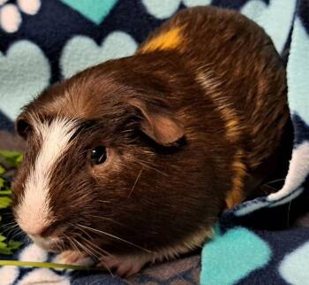 Rescue Short Haired Guinea Pigs for Adoption in Chicago Heights, Illinois - Danny | PetCurious
